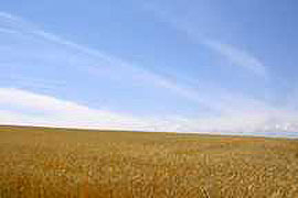 収穫の秋　麦畑