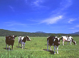 牛の放牧